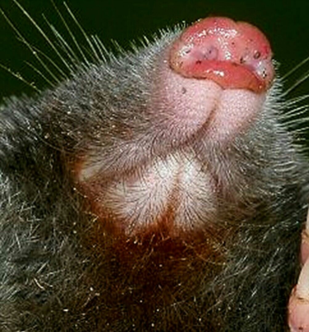 Маска морского котика