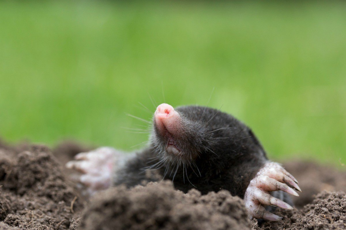 I Mole Living in a hole u2