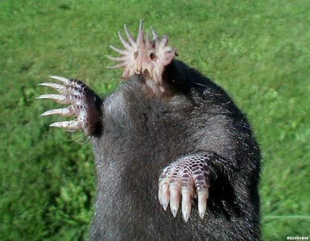 Крот прикол