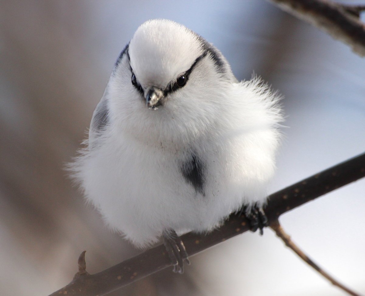 Птичка синичка