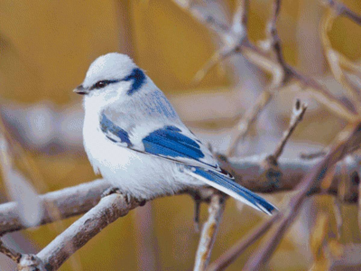 Голубая Сойка зимой