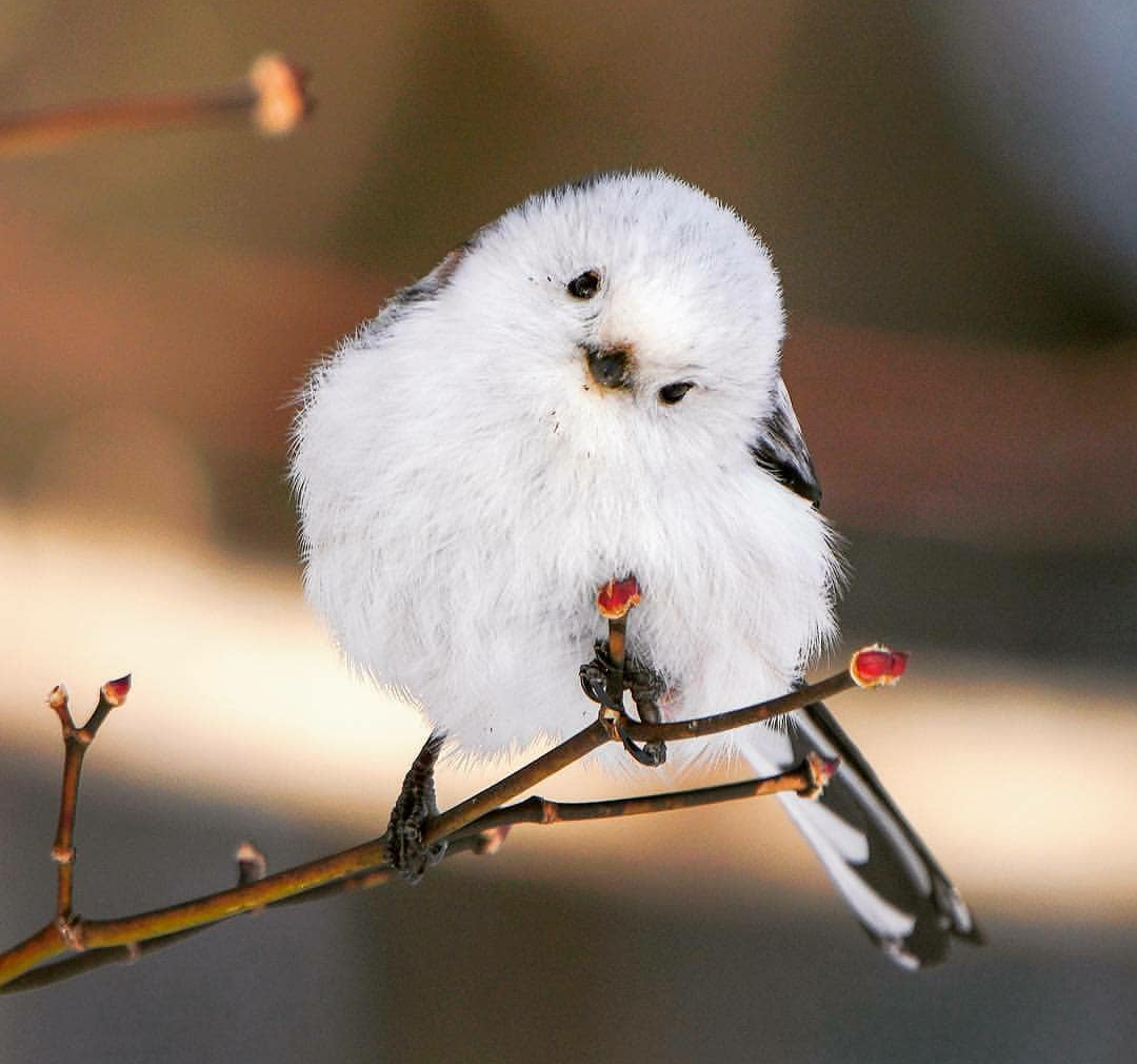 Длиннохвостая синица