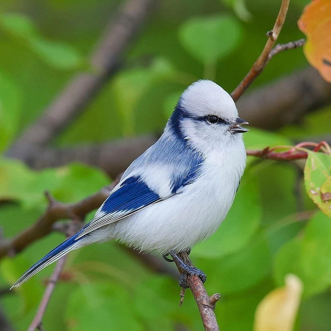 Лазоревка князек