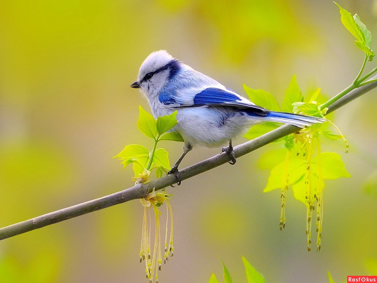 Европейская белая лазоревка или князек