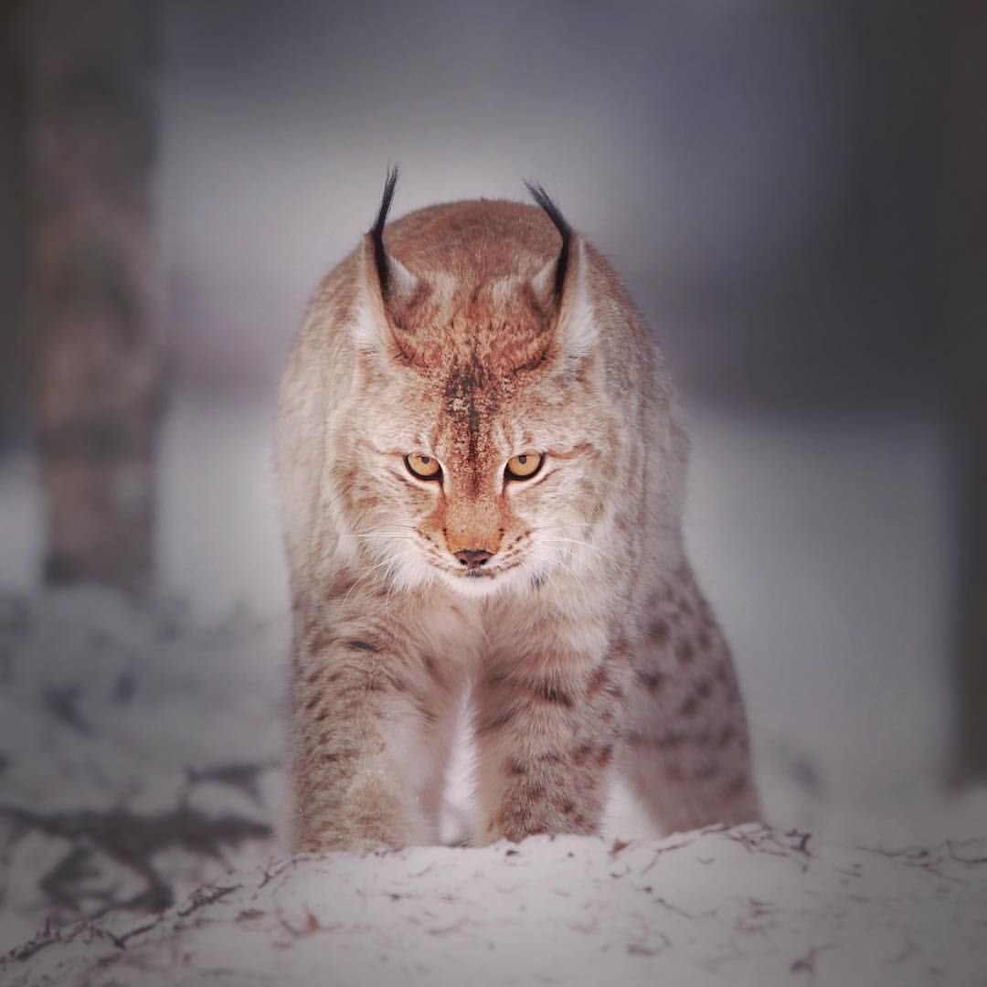 Обыкновенная Рысь в тайге