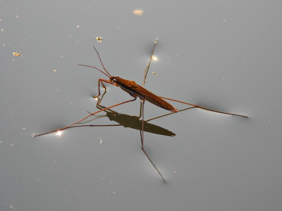Жук Водомерка