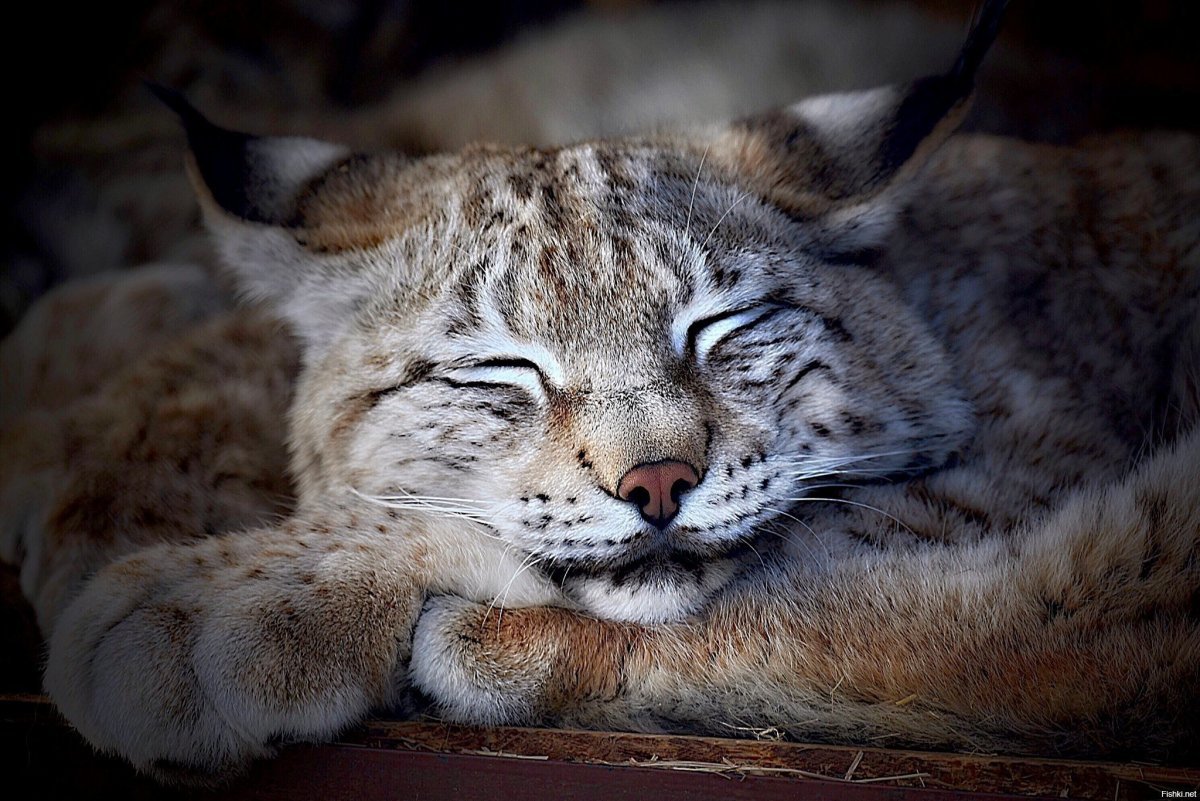 Норвежская Рысь