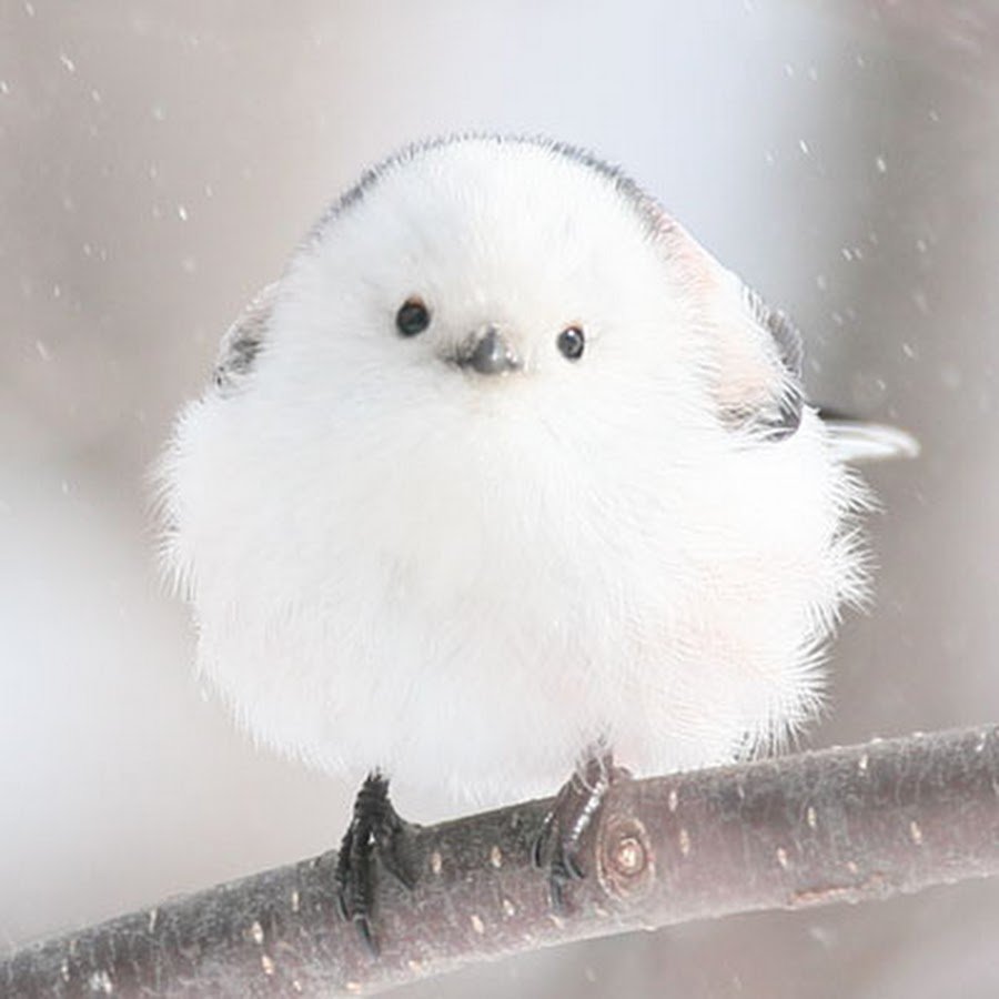 Шима-энага японская синица