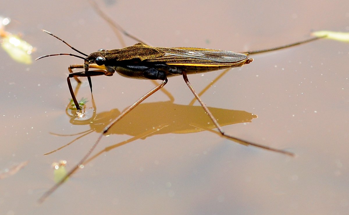 Клоп Водомерка рисунок