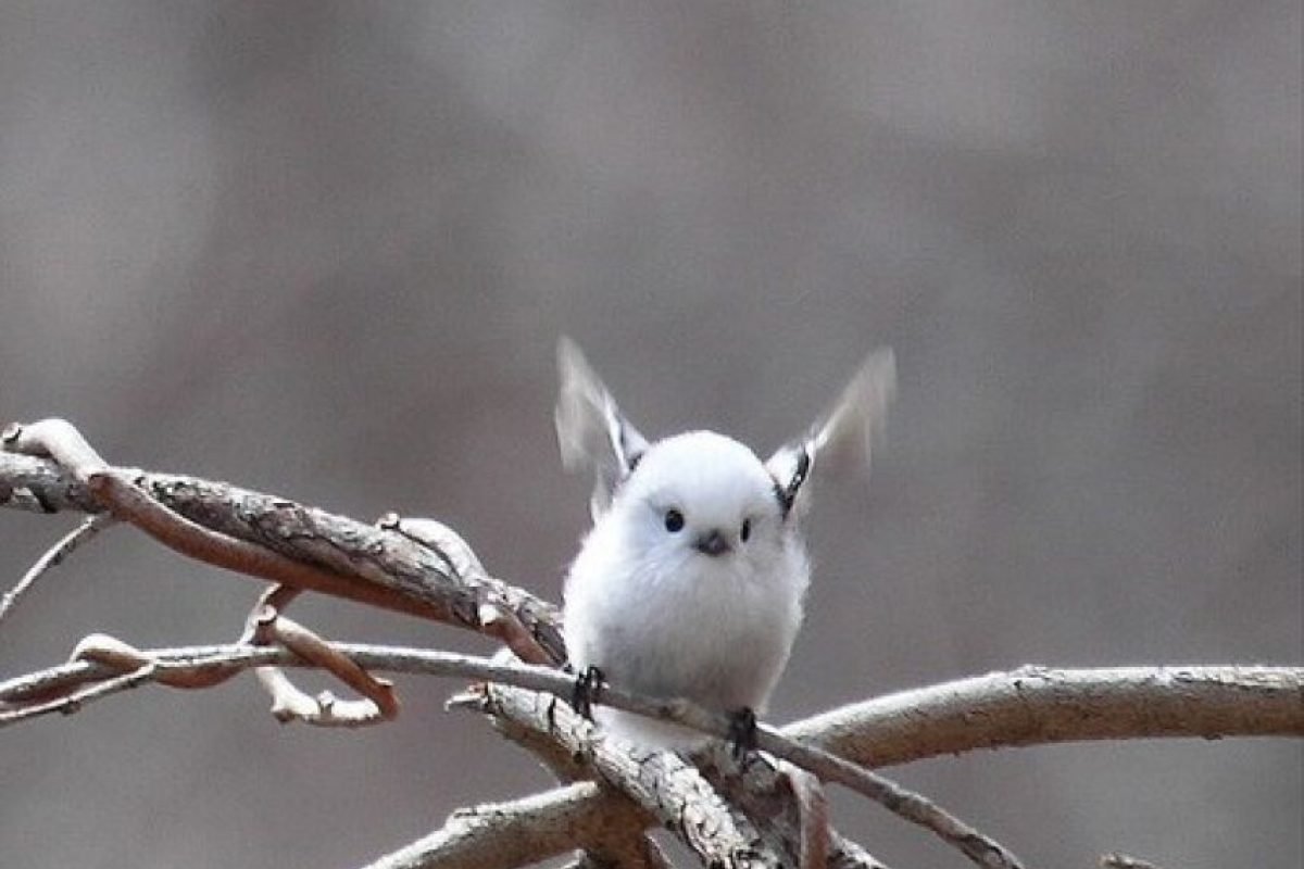 Длиннохвостая синица