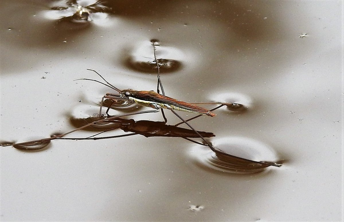Водомерка Прудовая