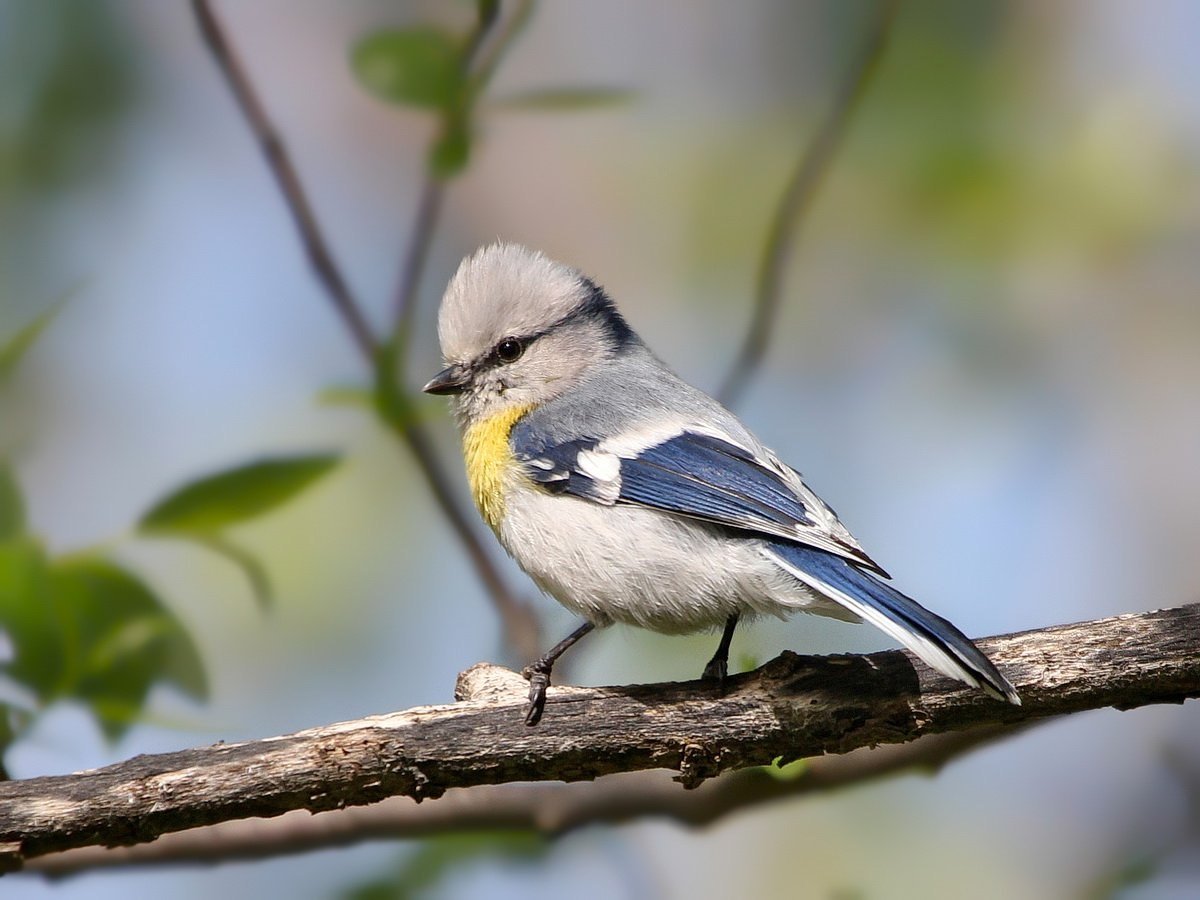 Князек или белая лазоревка