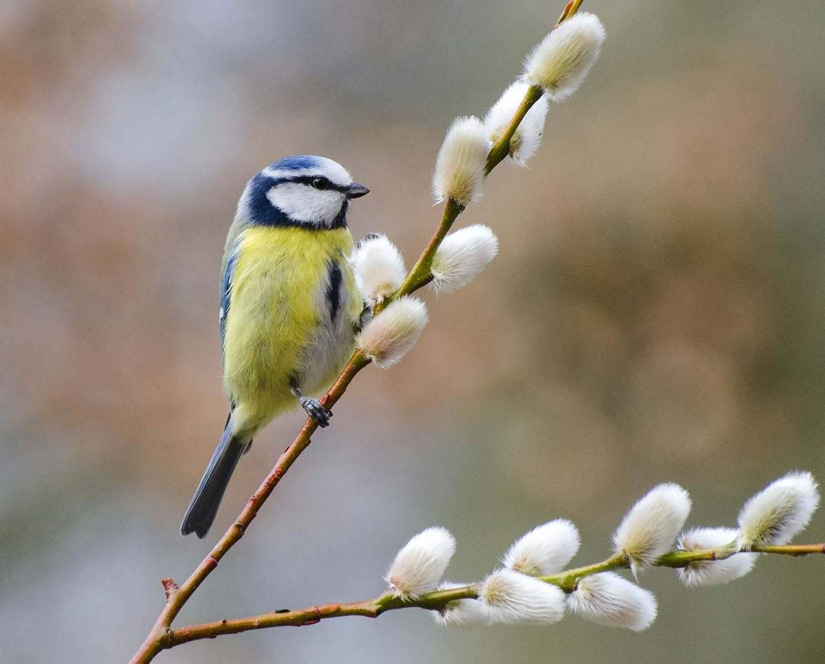 Отражение птиц в воде