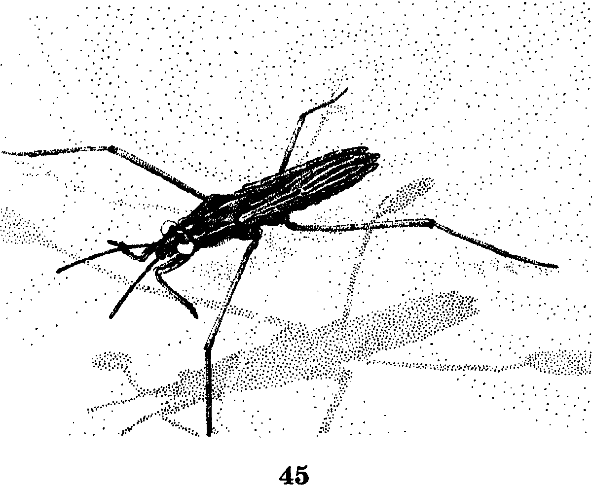 Водомерка раскраска
