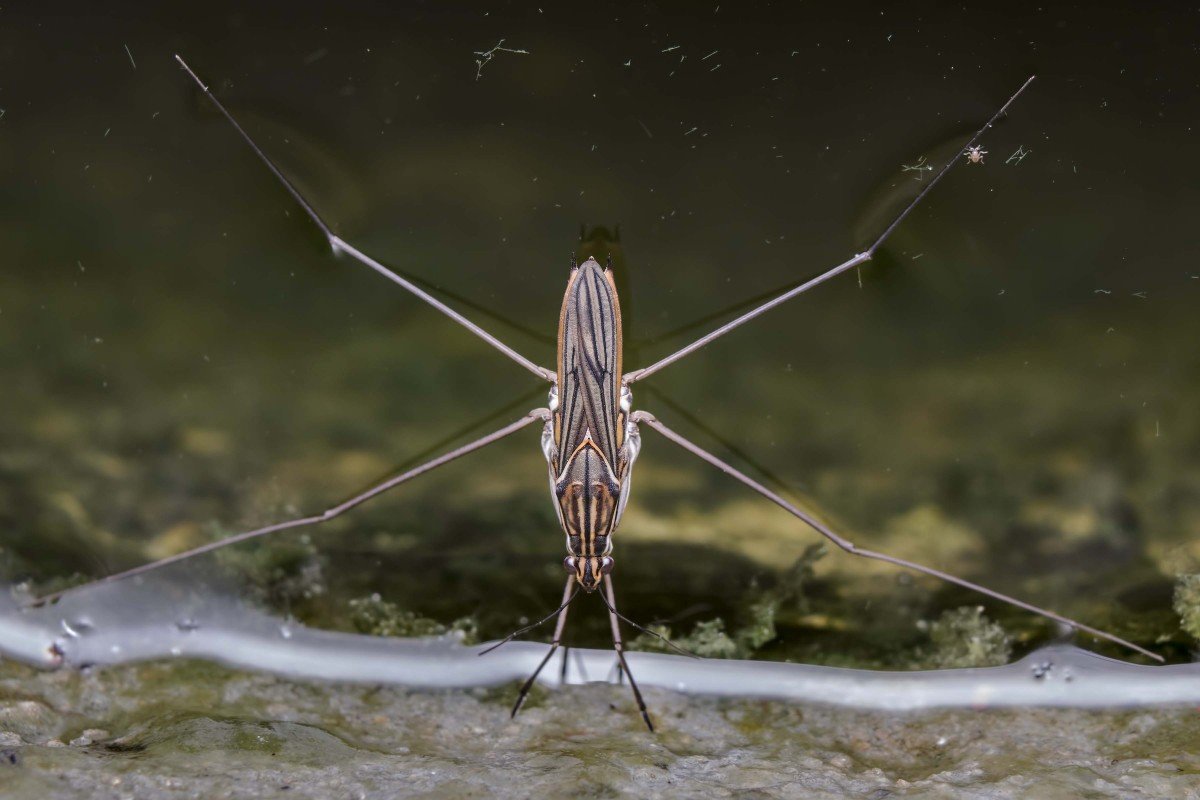 Комар Водомерка