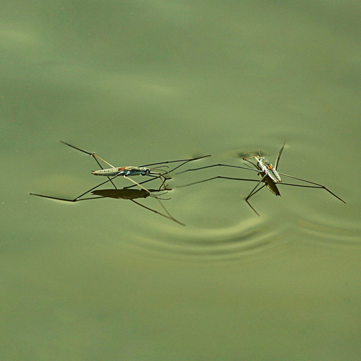 Клоп Водомерка