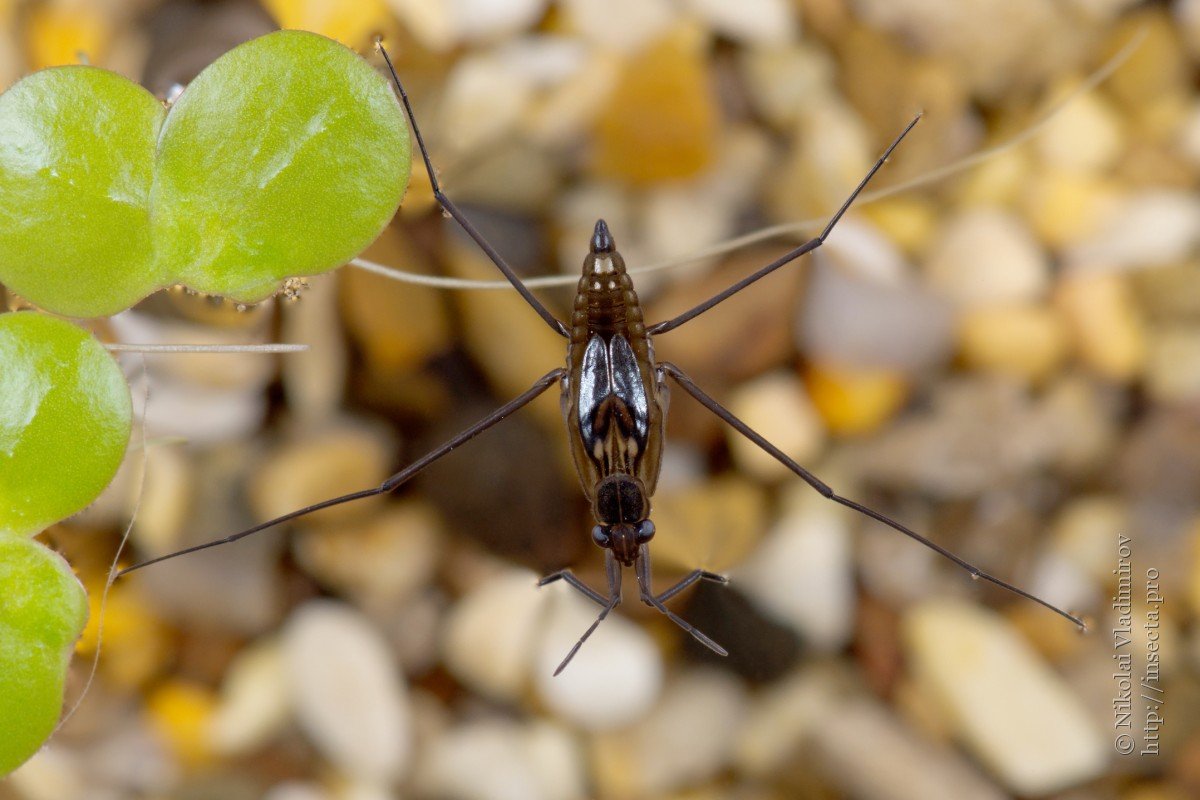 Водяной паук Водомерка
