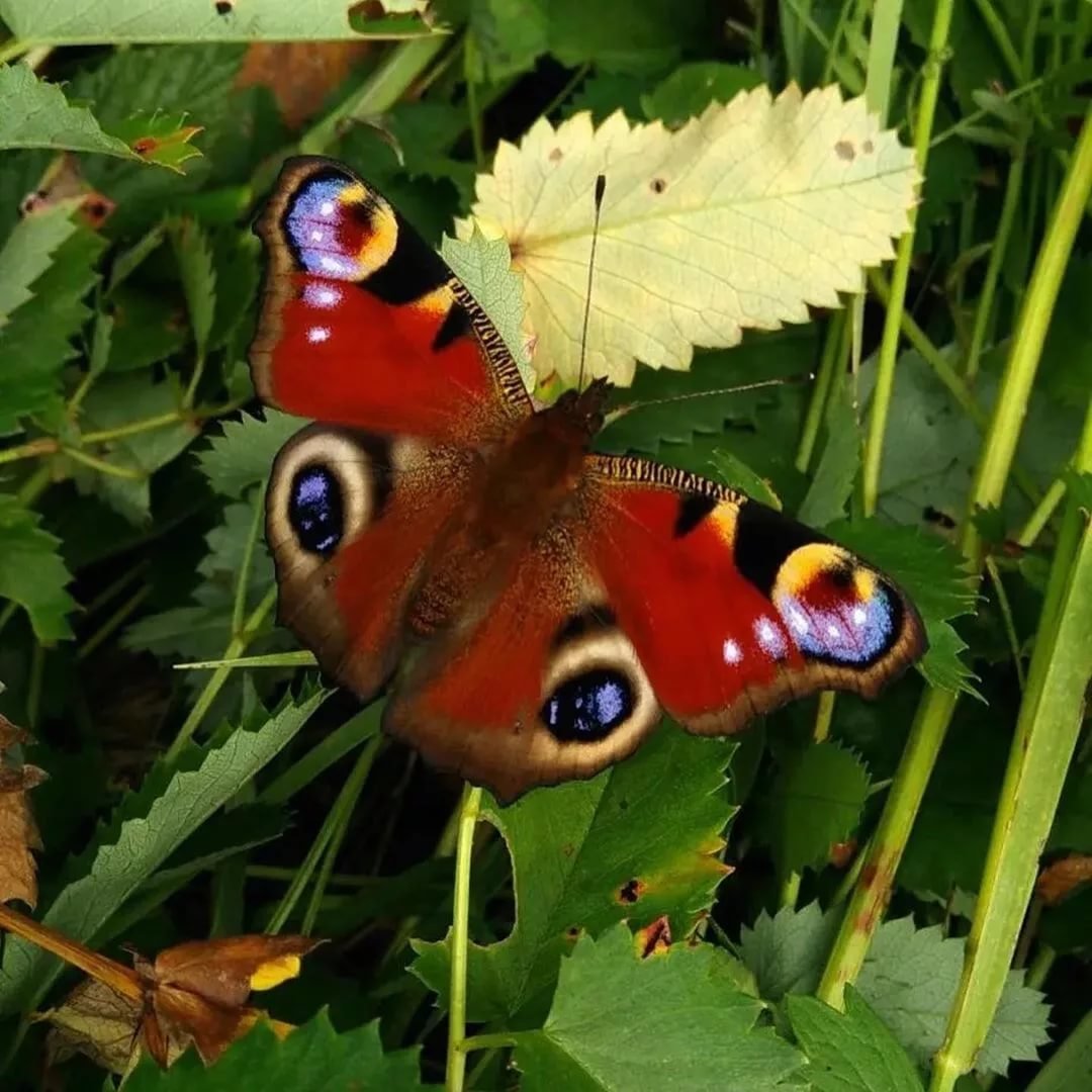 Павлиний глаз (бабочка)