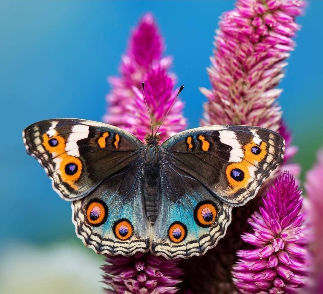 Бабочка к нам