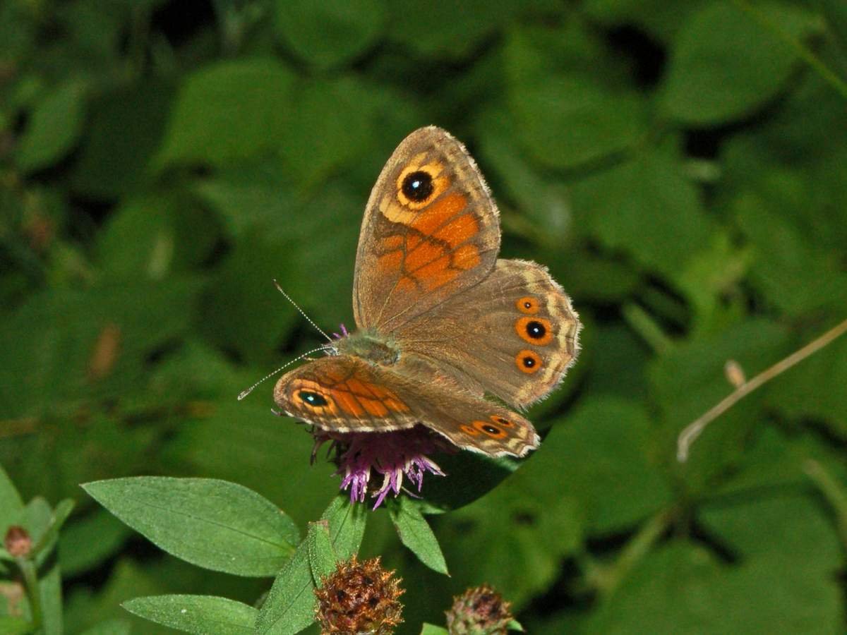 Бархатница Климена