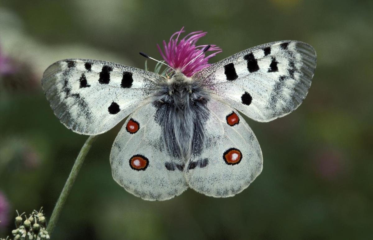 Заповедник Нургуш в Кировской области насекомые