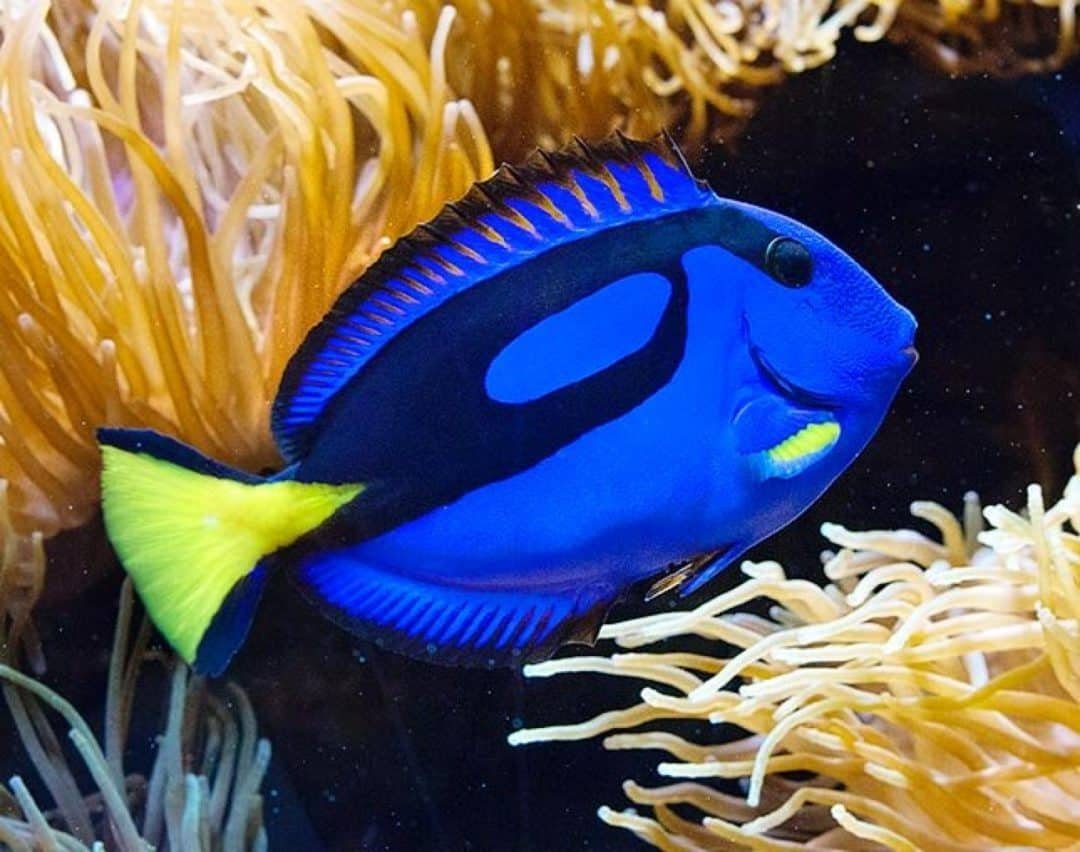 Синяя рыбка дори