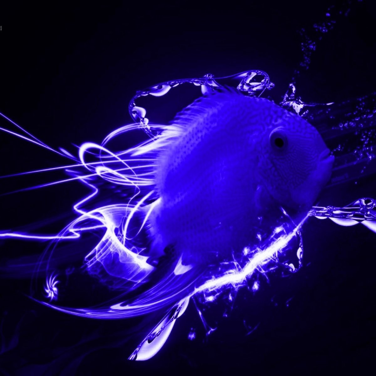 Белая рыба с голубыми полосками