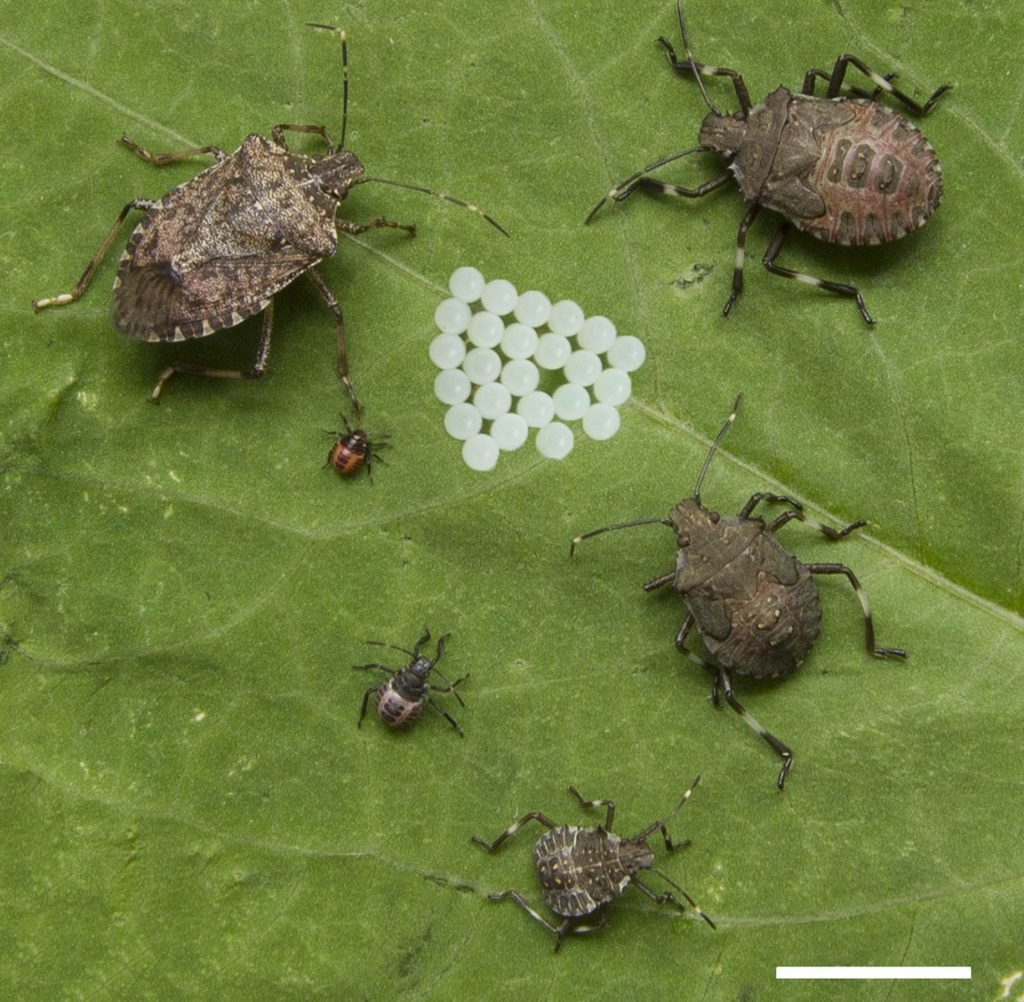 Щитник линейчатый