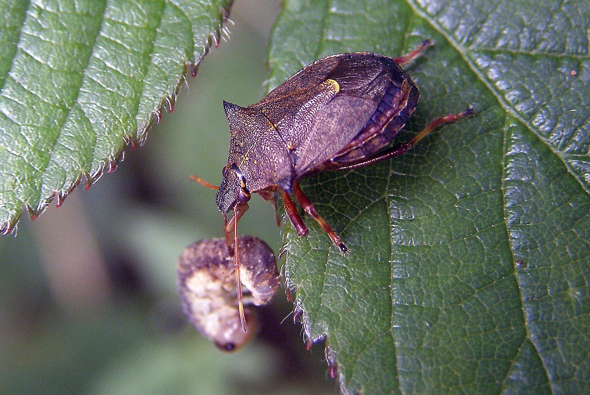 Жук вонючка клоп дома