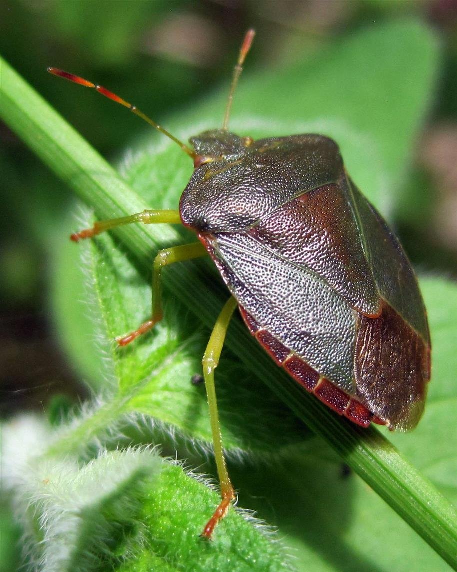 Древесный клоп щитник