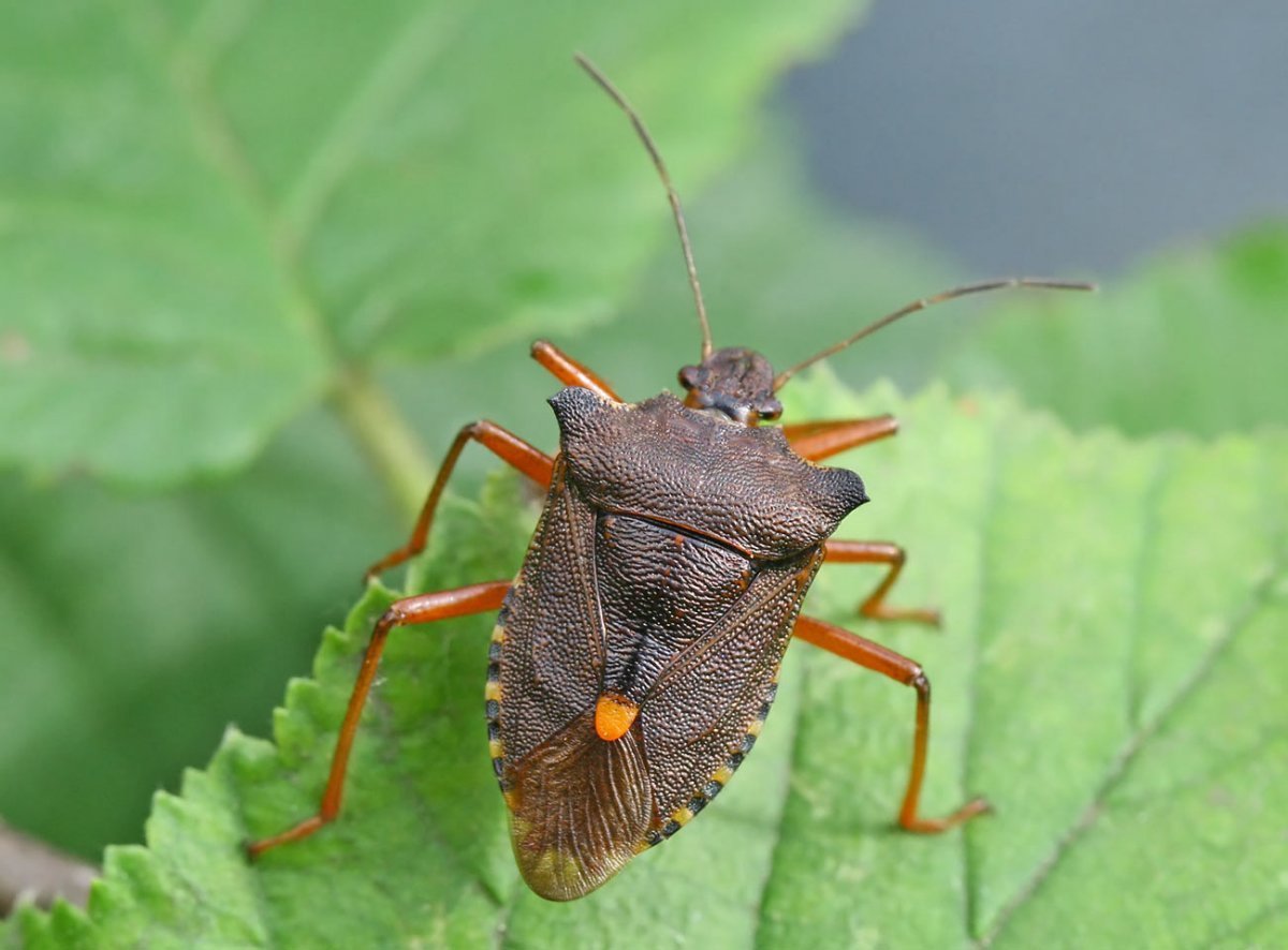 Щитник рыженогий