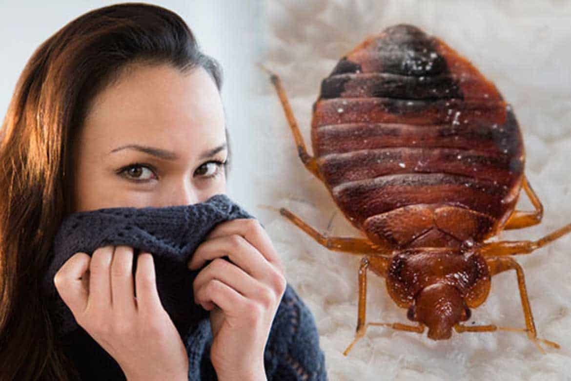 Вонючка клоп Лесной