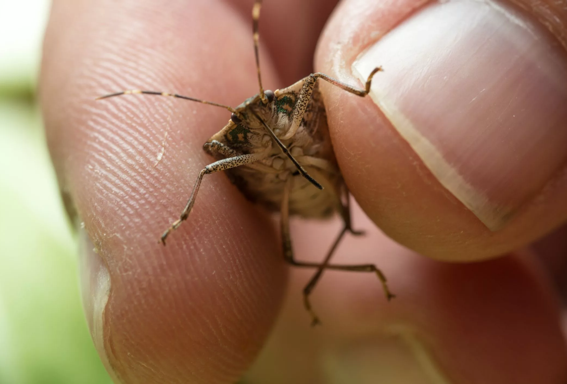 Вонючие букашки коричневые