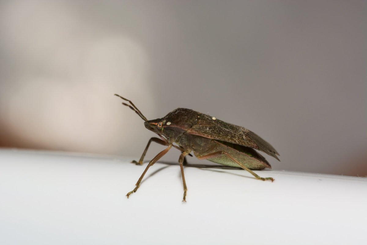 Oval Shaped Bug
