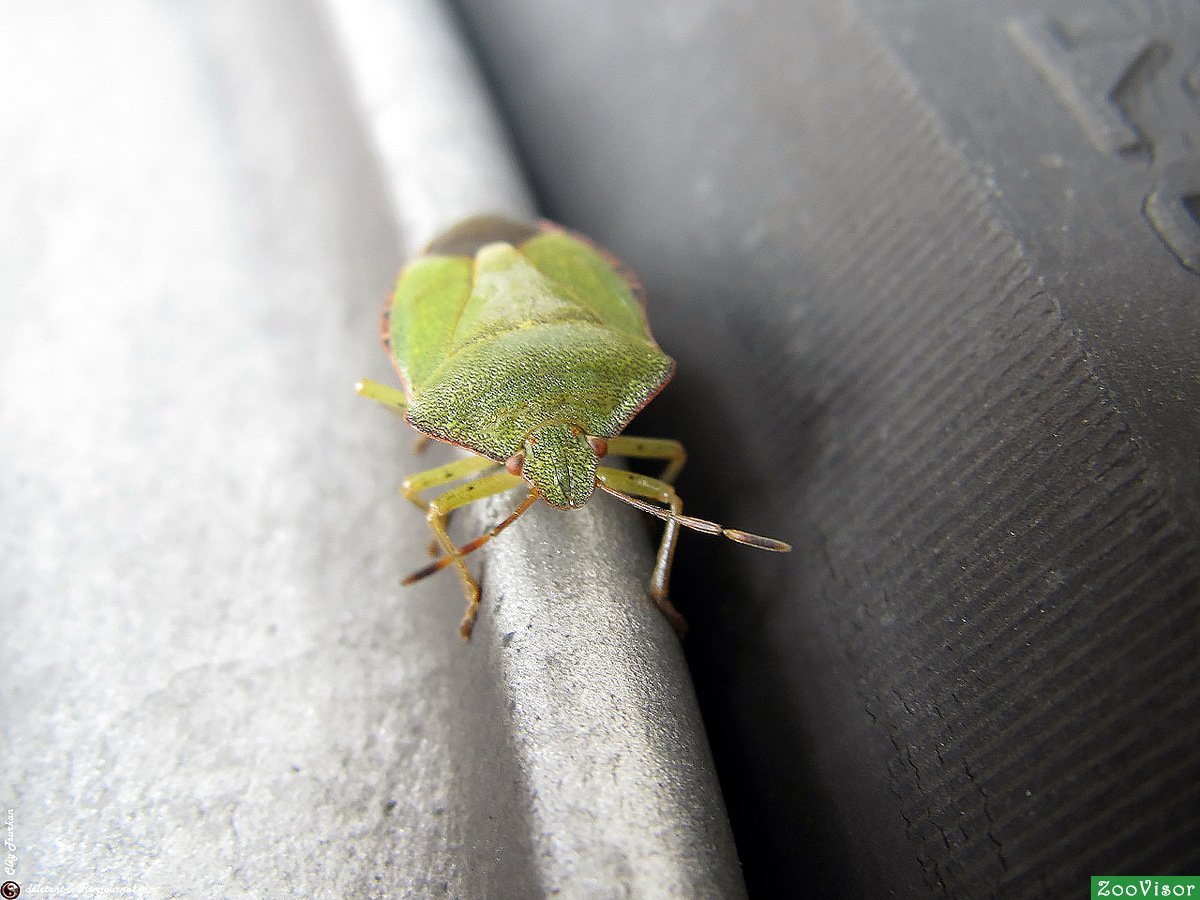 Клоп вонючка