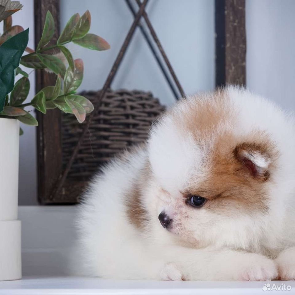 Померанский шпиц