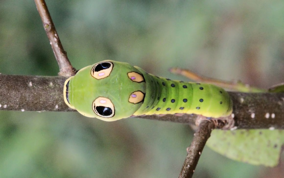 Палочник Мимикрия