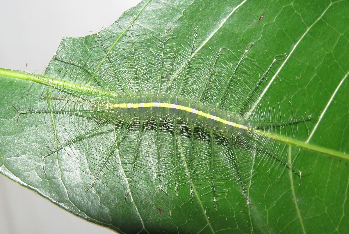 Euthalia aconthea гусеница