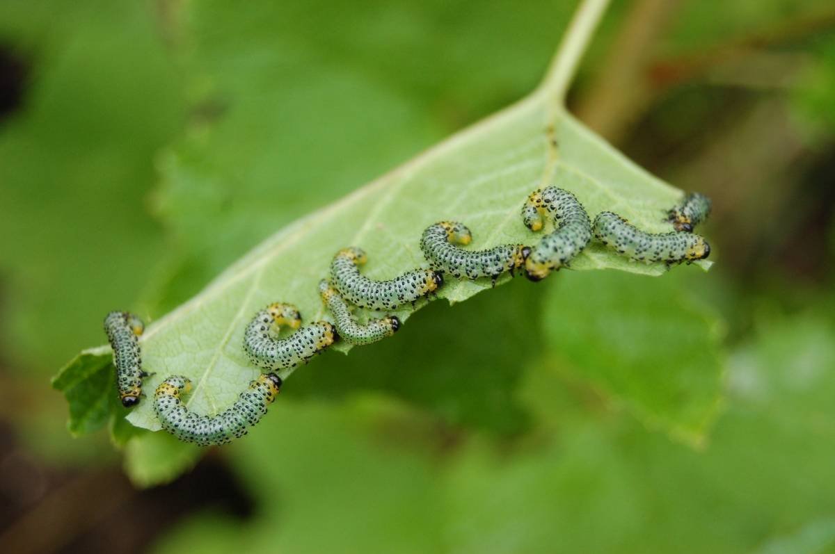 Гусеница пяденицы крыжовниковой