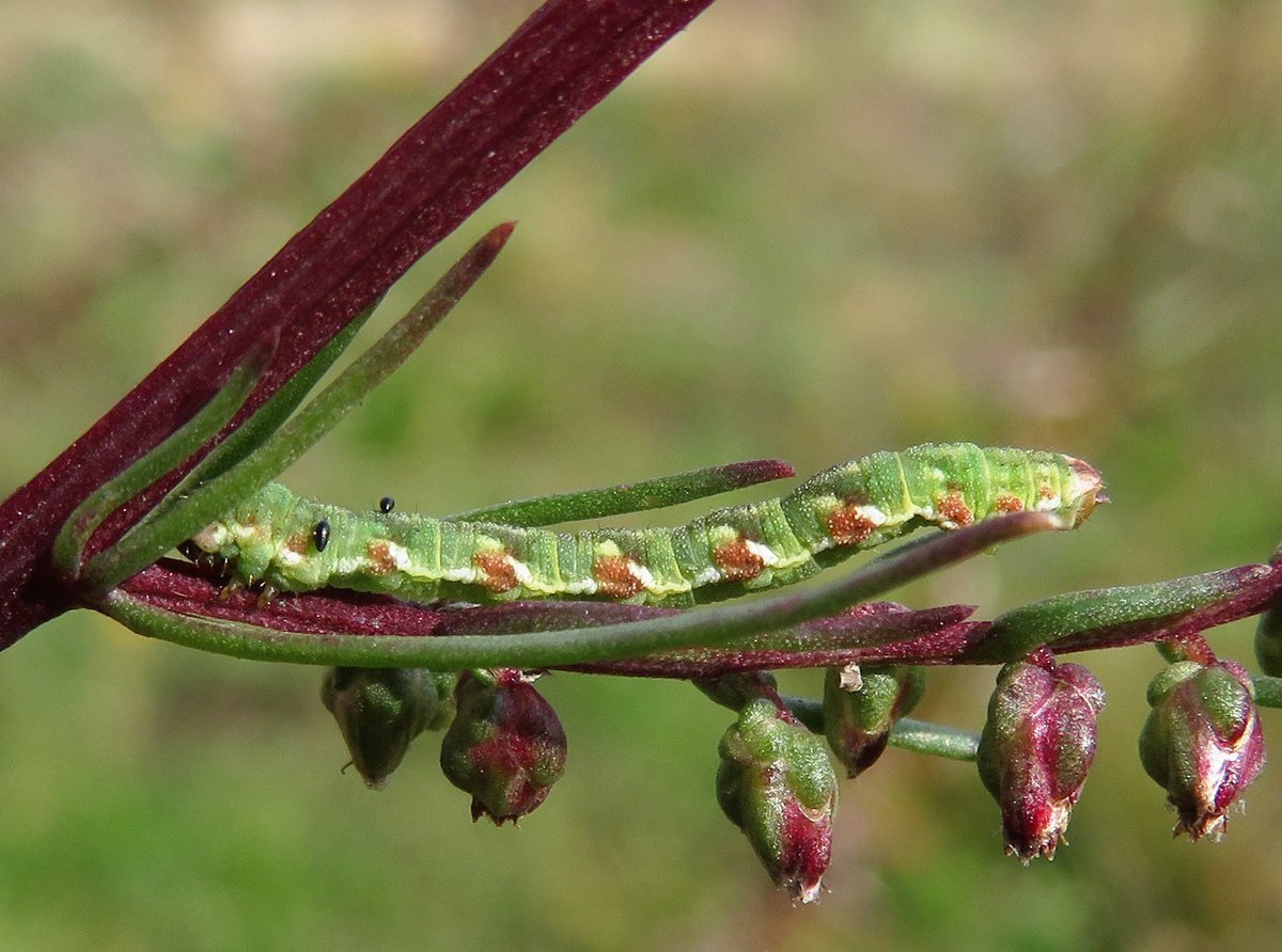 Гусеница бабочки пяденицы