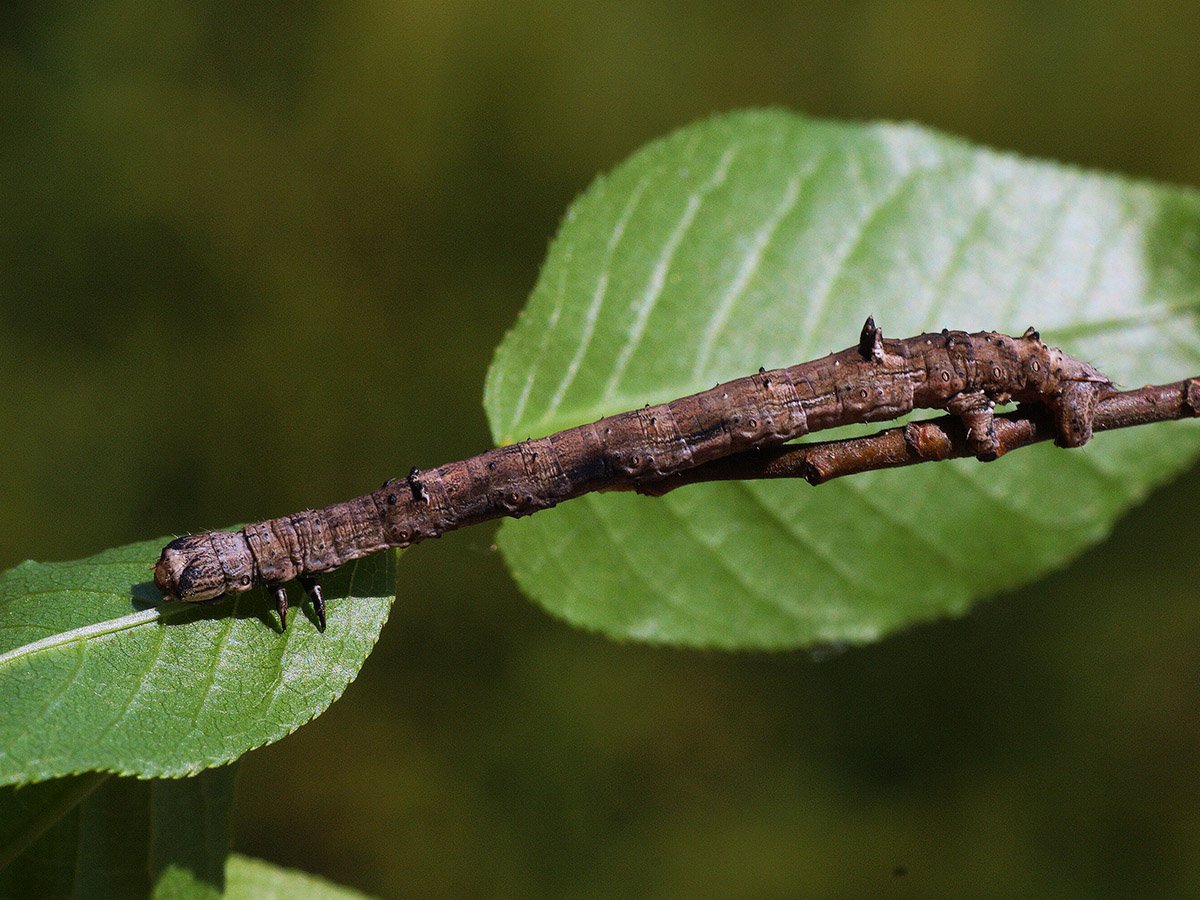 Гусеница березовой пяденицы