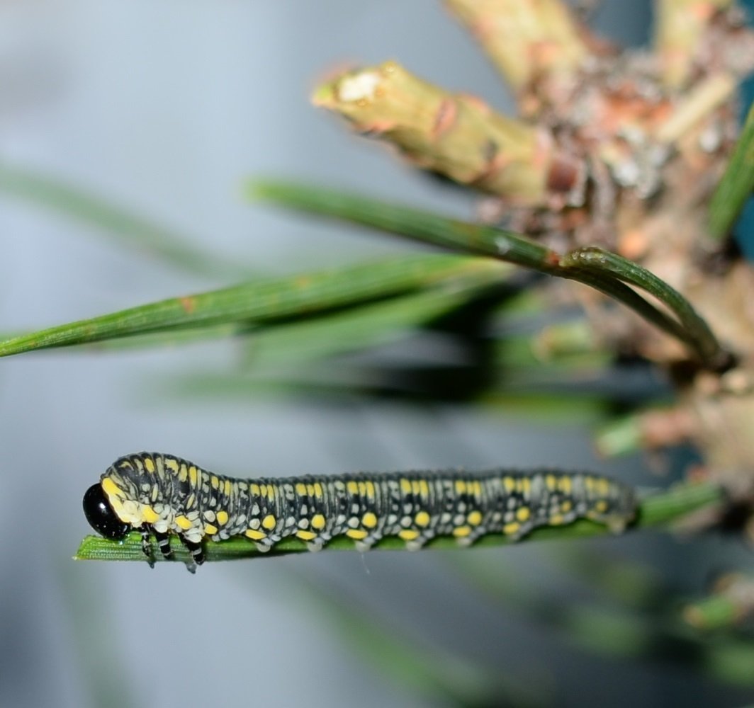 Пяденица гусеница зеленая