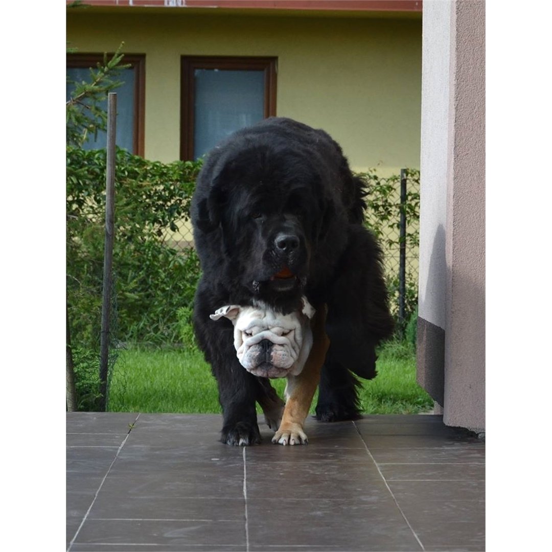 Ньюфаундленд белый