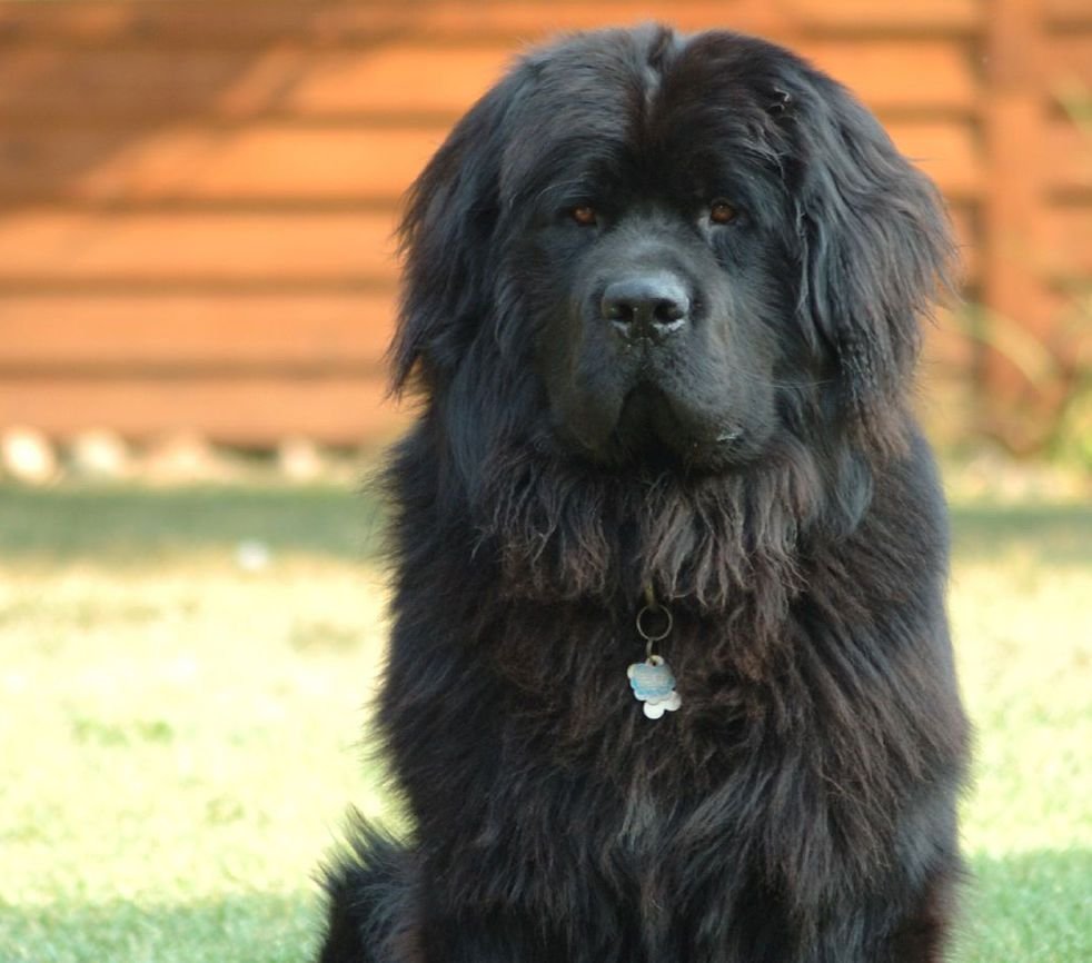 Ньюфаундленд глаза