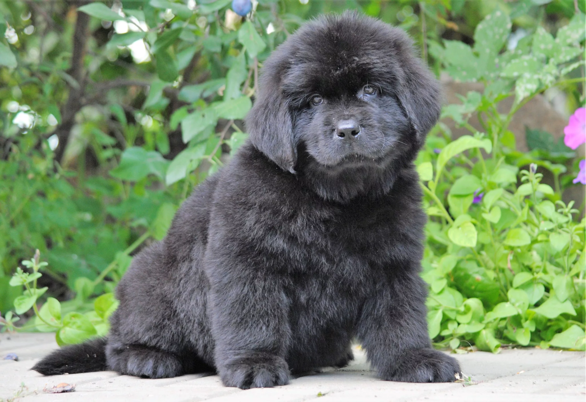 Ньюфаундленд спасатель