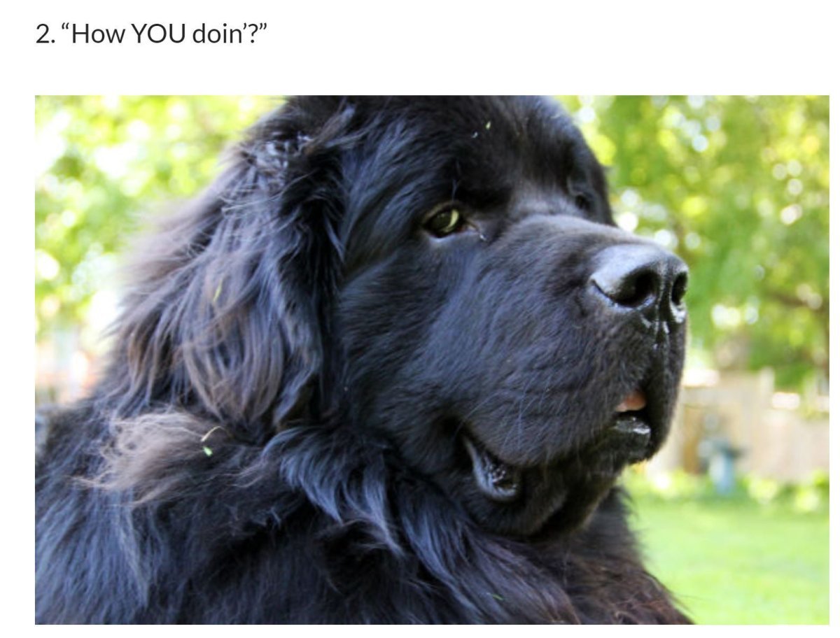 Мастиф ньюфаундленд