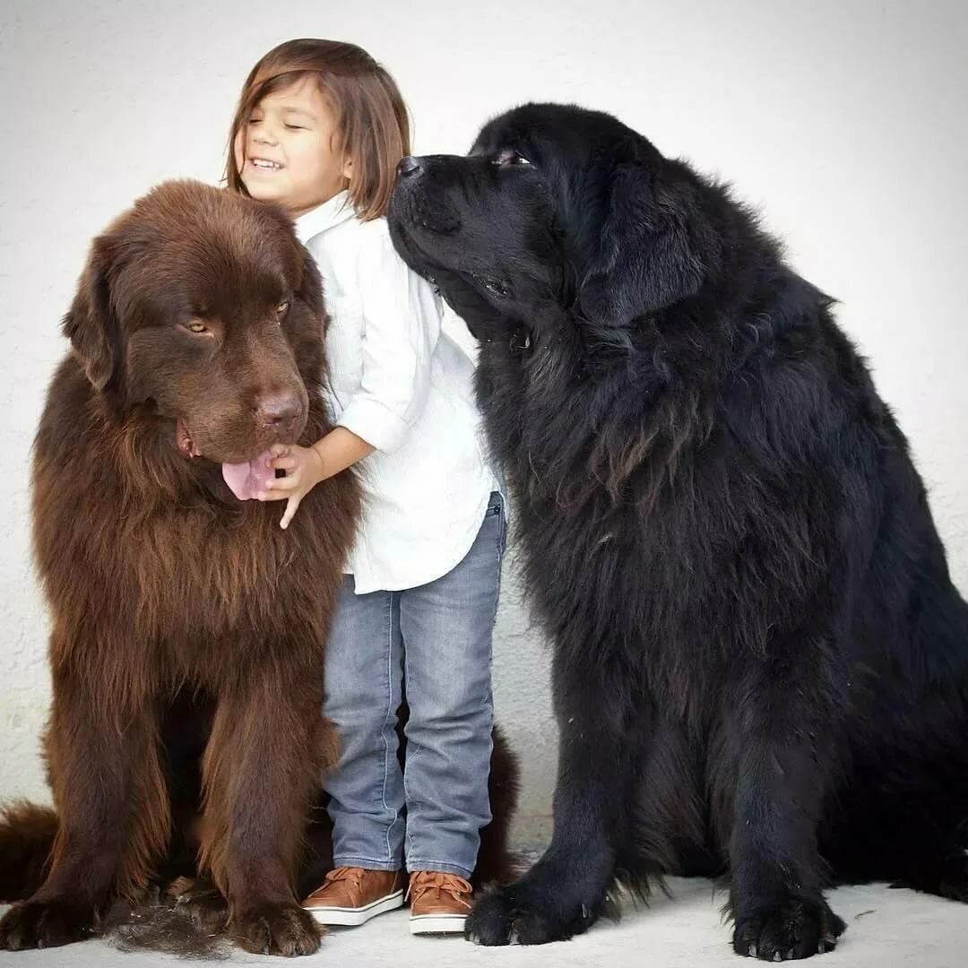 Ньюфаундленд Дюк