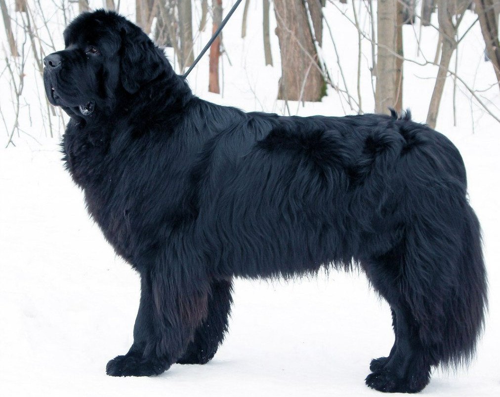 Ньюфаундленд коричневый