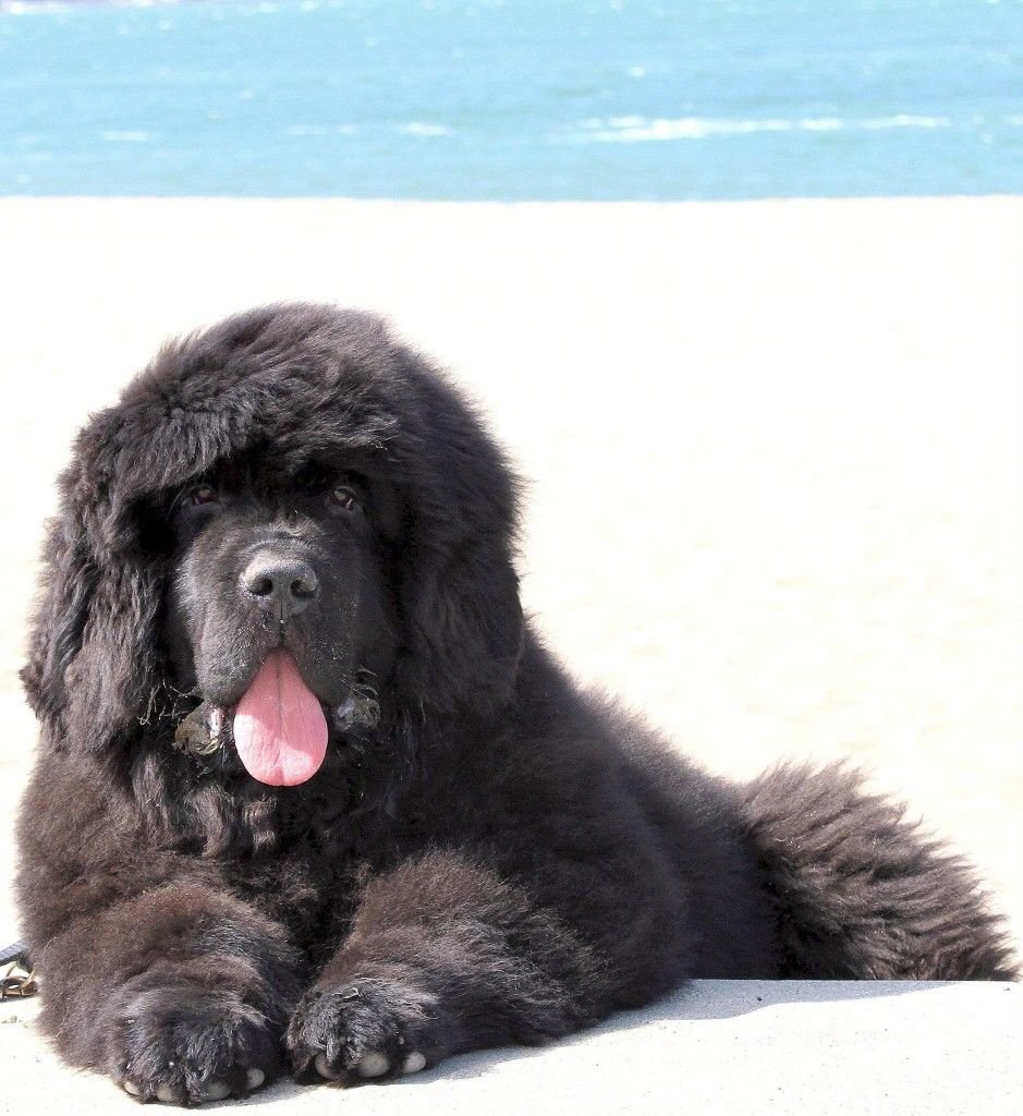Ньюфаундленд порода собак 2 класс