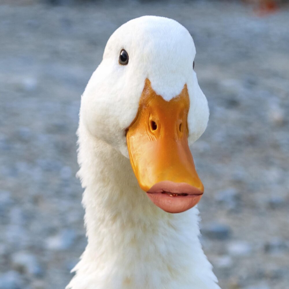 Утка лицо